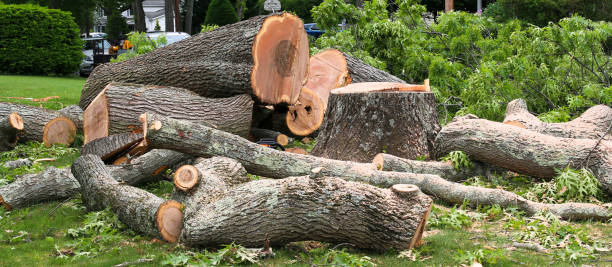 How Our Tree Care Process Works  in  Royal Pines, NC