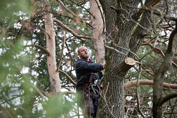 Professional Tree Care in Royal Pines, NC